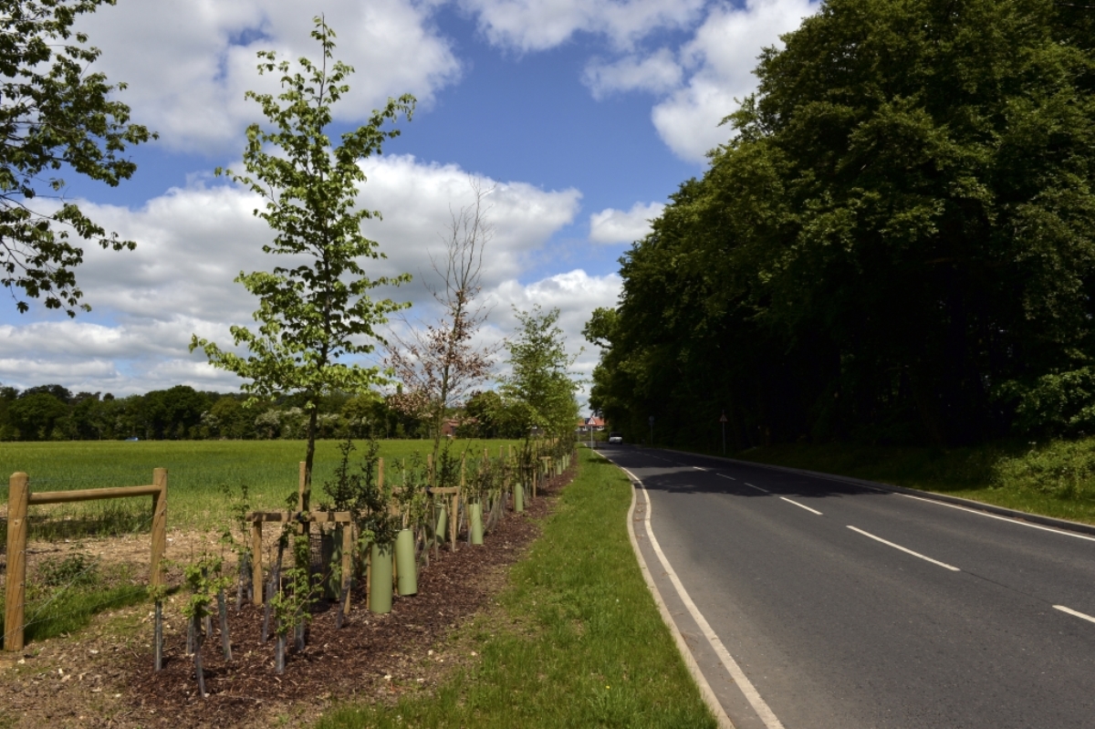 New tree planting along the High Heavens entrance road
